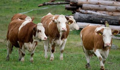 Halal Tiere und Nahrungsmittel-23-Halal Tiere und Nahrungsmittel-29-2.jpg